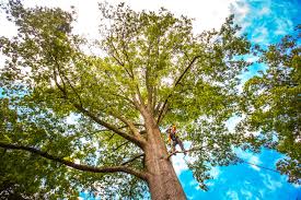 Best Palm Tree Trimming  in Stratford, NJ