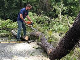 Best Tree Health Inspection  in Stratford, NJ