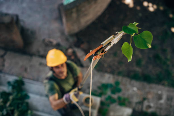 Reliable Stratford, NJ Tree Removal Solutions