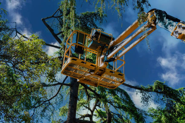 Best Aeration Services  in Stratford, NJ