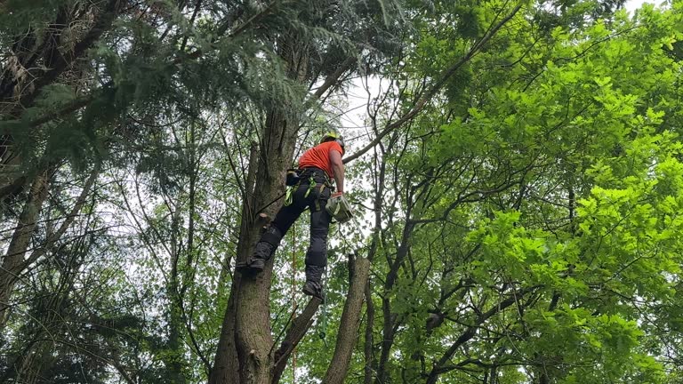 Best Tree Health Inspection  in Stratford, NJ