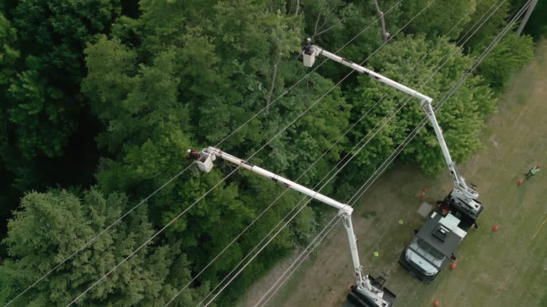 Best Tree Cabling and Bracing  in Stratford, NJ