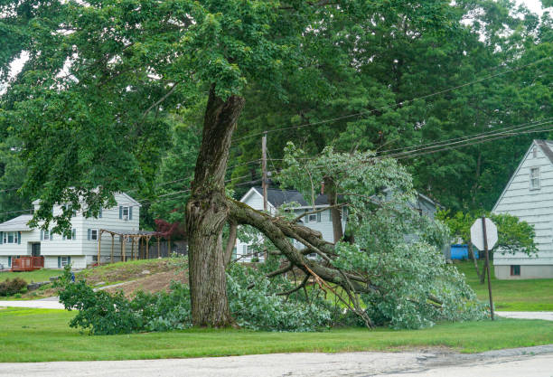 Best Commercial Tree Services  in Stratford, NJ