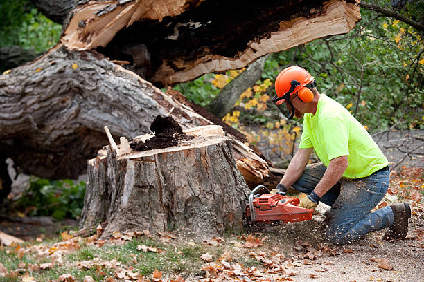 Best Storm Damage Tree Cleanup  in Stratford, NJ