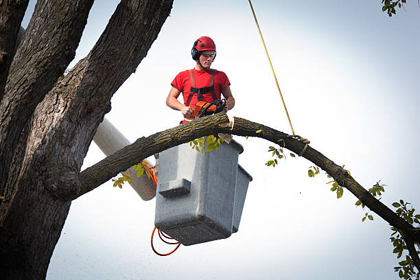 Best Tree Mulching  in Stratford, NJ