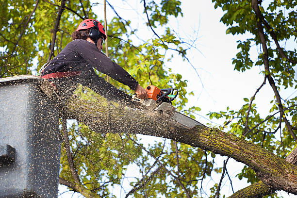 Best Tree Cabling and Bracing  in Stratford, NJ