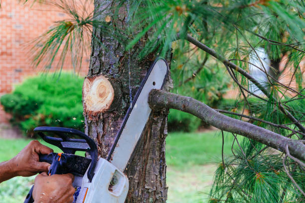 Best Stump Grinding and Removal  in Stratford, NJ